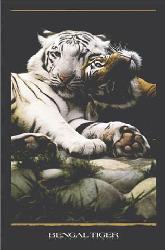 Poster - Bengal tiger Enmarcado de laminas
